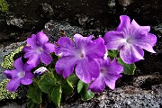 30 Primula Hirsuta